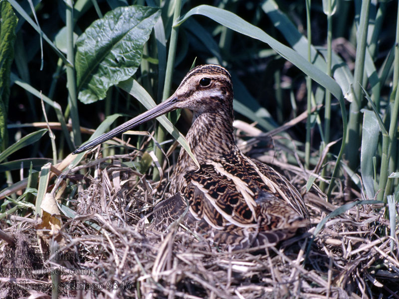 Gallinago gallinago