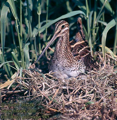 Gallinago gallinago 945