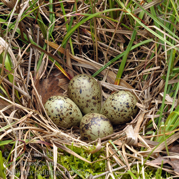 Gallinago gallinago bj6565