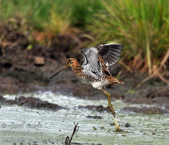 Gallinago gallinago Snipe Bekassine Bécassine marais Agachadiza Común Bekasina otavní