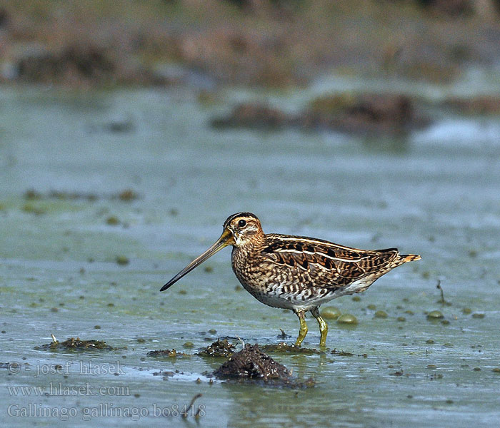 Gallinago gallinago Snipe Bekassine Bécassine marais Agachadiza Común Bekasina otavní