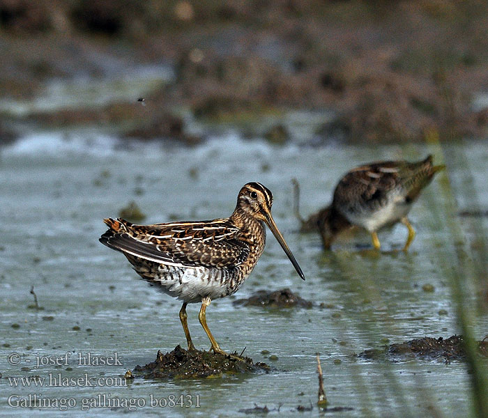 Gallinago gallinago Snipe Bekassine Bécassine marais Agachadiza Común Bekasina otavní