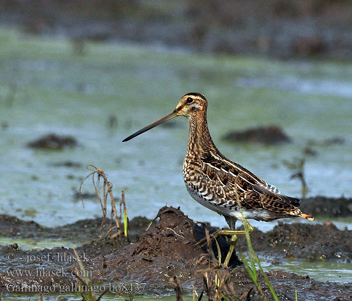 Gallinago gallinago Snipe Bekassine Bécassine marais Agachadiza Común Bekasina otavní