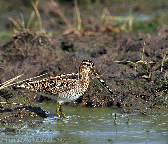 Gallinago gallinago Snipe Bekassine Bécassine marais Agachadiza Común Bekasina otavní