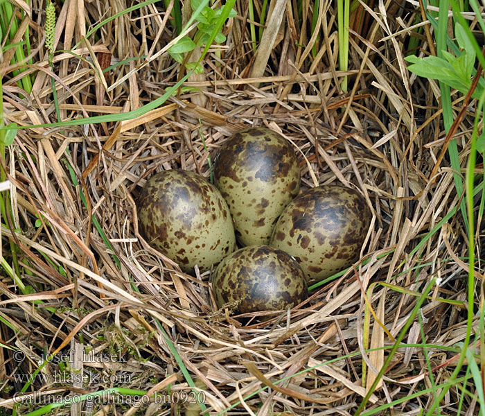 Gallinago gallinago Snipe Bekassine Bécassine marais Agachadiza Común Bekasina otavní