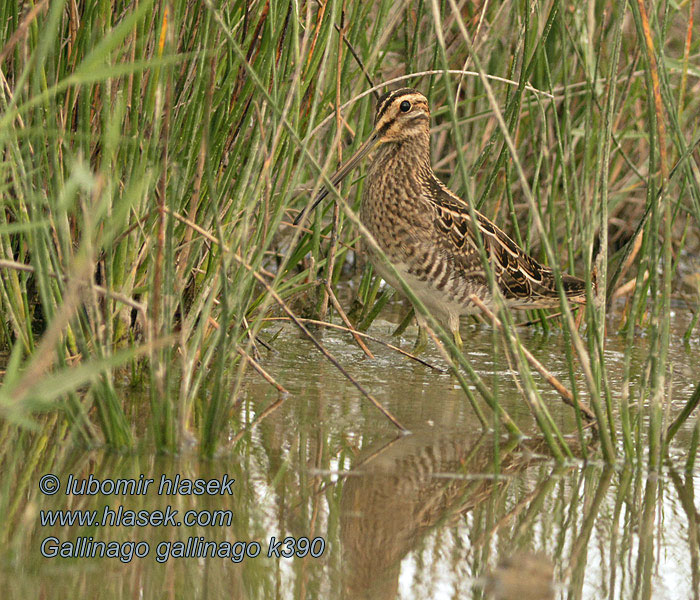 Gallinago gallinago