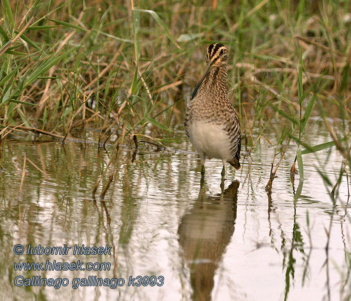 Gallinago gallinago