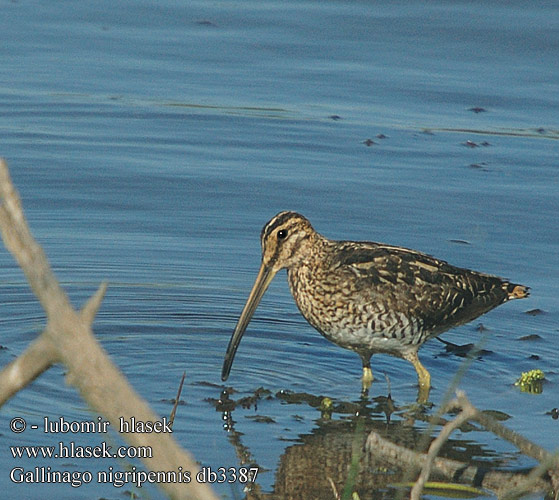 Gallinago nigripennis African Snipe Afrikansk bekkasin