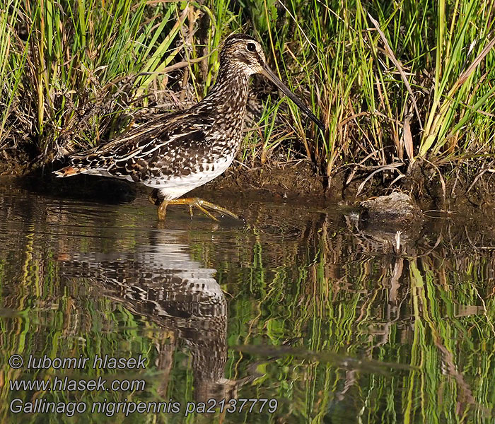 Gallinago nigripennis Afrikankurppa Bécassine africaine Afrikaanse snip