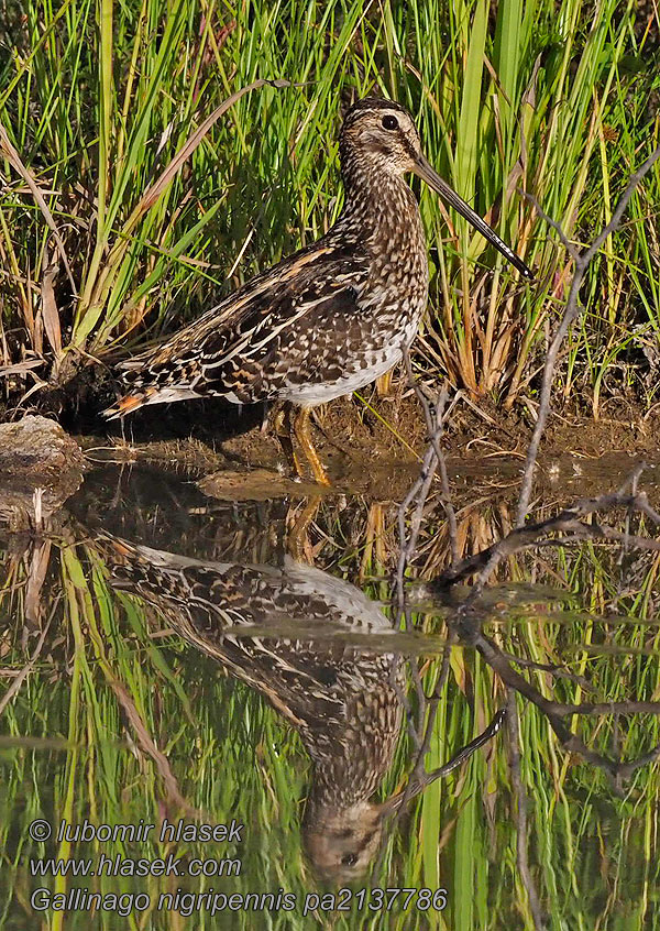 Gallinago nigripennis Bekasina africká Agachadiza africana