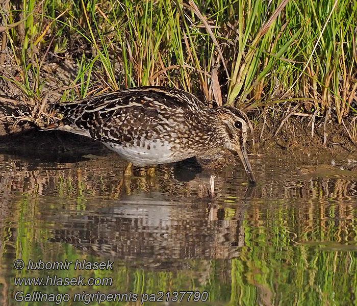 Gallinago nigripennis Beccacino africano アフリカジシギ Narceja africana