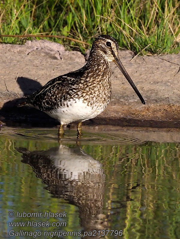 Gallinago nigripennis Močiarnica okatá Бекас африканский