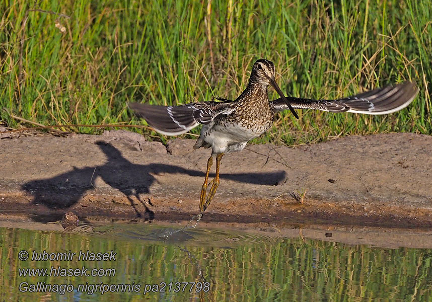 Bekasina africká Gallinago nigripennis