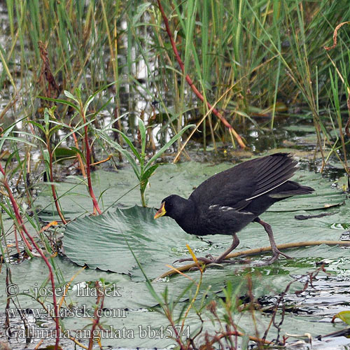 Gallinula angulata bb4574