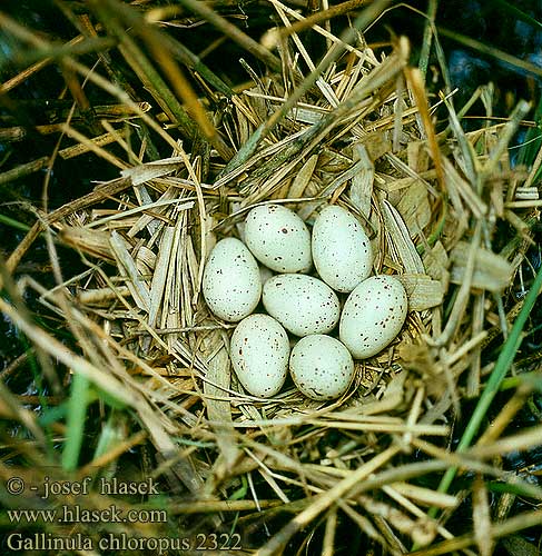 Gallinula chloropus 2322