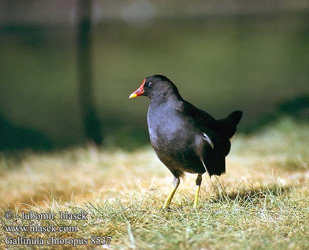 Gallinula chloropus 8537