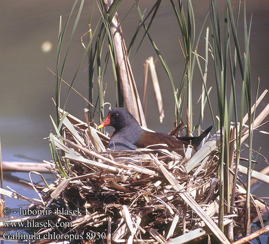 Gallinula chloropus 8930