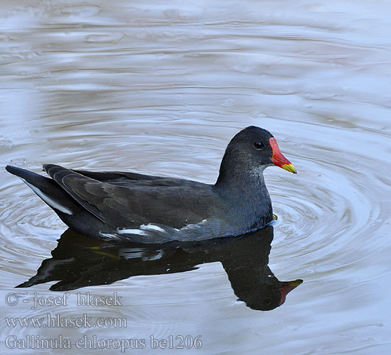 Gallinula chloropus be1206