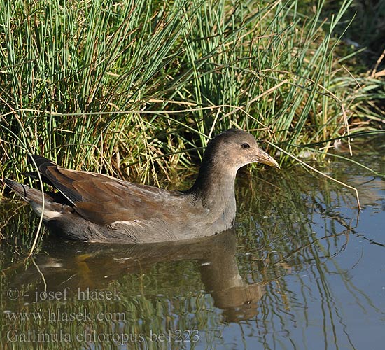 Gallinula chloropus be1223