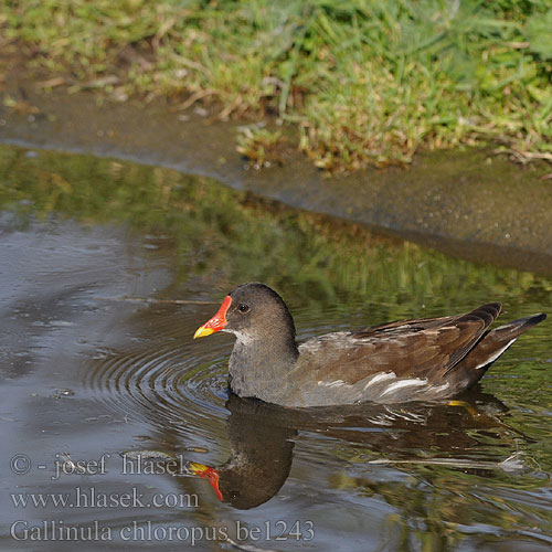 Gallinula chloropus be1243