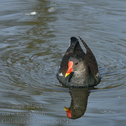 Grønbenet Rørhøne Waterhoen Liejukana Gallinella d'acqua Sivhøne Rörhöna 黑水雞 Камышница バン دجاجة الماء 쇠물닭 Νερόκοτα Galinha-d'água Водяна курочка Grootwaterhoender Saztavuğu סופית Tanneer kozhi Зеленоножка Mlakuša Nendrinė vištelė Ūdensvistiņa Vízityúkok Kokoszka wodna Kurka Găinuşa baltă Sliepočka zelenonohá vodná Zelenonoga tukalica Barska kokica Gallinula chloropus Moorhen Teichhuhn Gallinule poule eau Gallineta Común Slípka zelenonohá