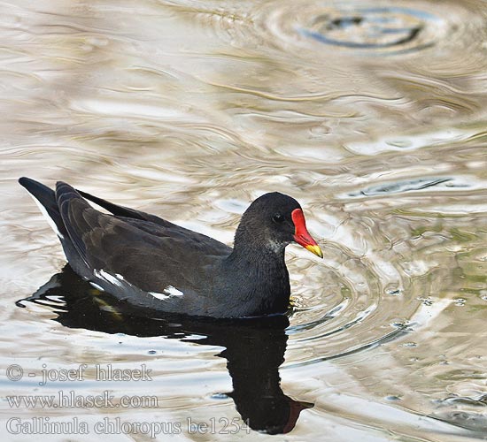 Waterhoen Liejukana Gallinella d'acqua Sivhøne Rörhöna 黑水雞 Камышница バン دجاجة الماء 쇠물닭 Νερόκοτα Galinha-d'água Водяна курочка Grootwaterhoender Saztavuğu סופית Tanneer kozhi Зеленоножка Mlakuša Nendrinė vištelė Ūdensvistiņa Vízityúkok Kokoszka wodna Kurka Găinuşa baltă Sliepočka zelenonohá vodná Zelenonoga tukalica Barska kokica Gallinula chloropus Moorhen Teichhuhn Gallinule poule eau Gallineta Común Slípka zelenonohá Grønbenet Rørhøne