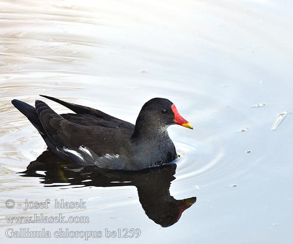 Gallinula chloropus be1259