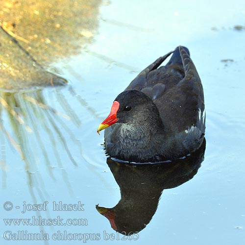 Gallinella acqua Sivhøne Rörhöna 黑水雞 Камышница バン دجاجة الماء 쇠물닭 Νερόκοτα Galinha-d'água Водяна курочка Grootwaterhoender Saztavuğu סופית Tanneer kozhi Зеленоножка Mlakuša Nendrinė vištelė Ūdensvistiņa Vízityúkok Kokoszka wodna Kurka Găinuşa baltă Sliepočka zelenonohá vodná Zelenonoga tukalica Barska kokica Gallinula chloropus Moorhen Teichhuhn Gallinule poule eau Gallineta Común Slípka zelenonohá Grønbenet Rørhøne Waterhoen Liejukana