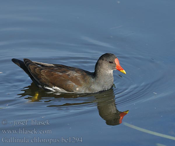 Gallinula chloropus be1294