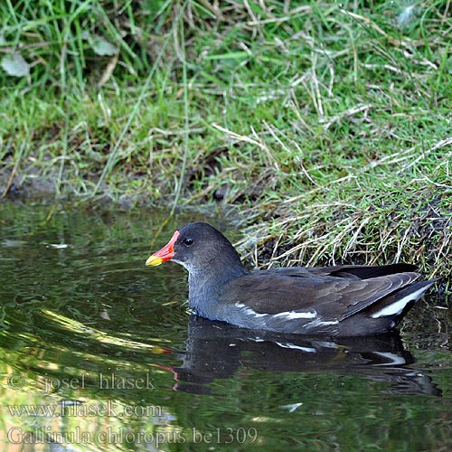 Gallinula chloropus be1309