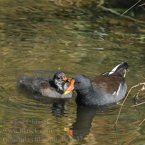 Gallinula chloropus be1637