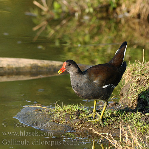 Gallinula chloropus be2238