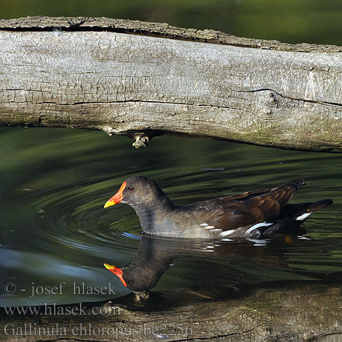 Gallinula chloropus be2256