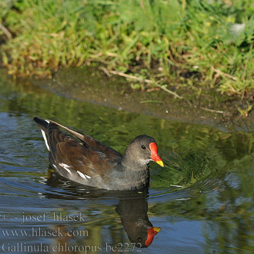 Gallinula chloropus be2272