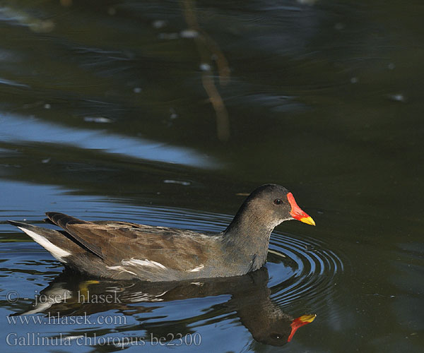 Gallinula chloropus be2300