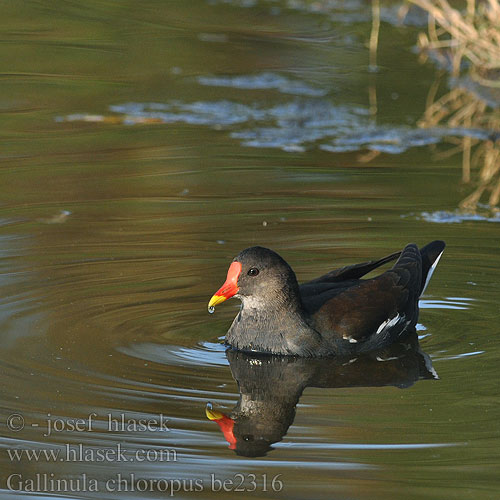 Gallinula chloropus be2316