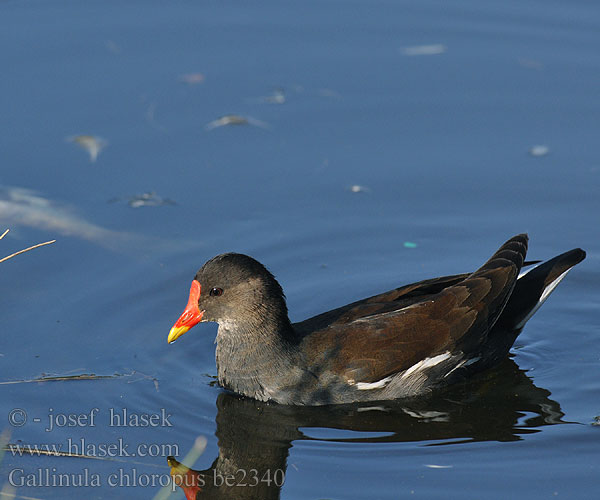 Gallinula chloropus be2340