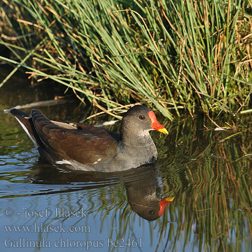 Gallinula chloropus be2461