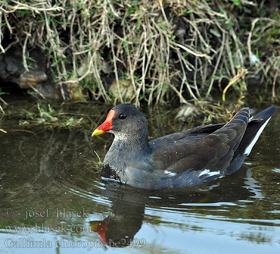 Gallinula chloropus be2499