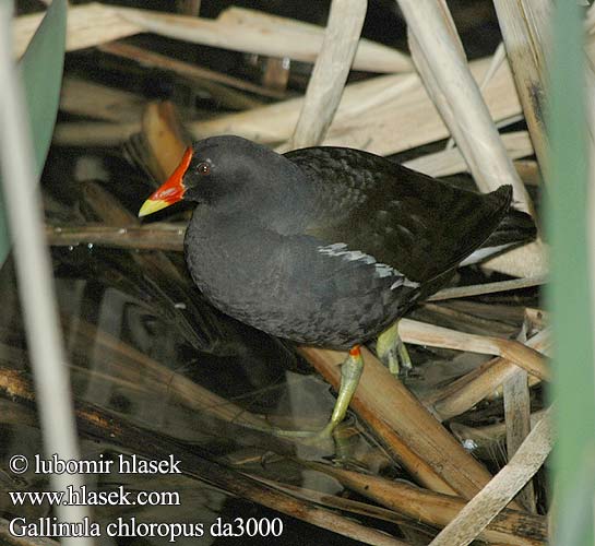 Gallinula chloropus da3000