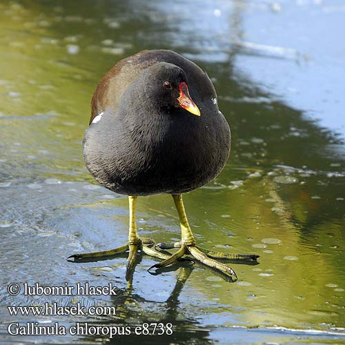 Gallinula chloropus e8738