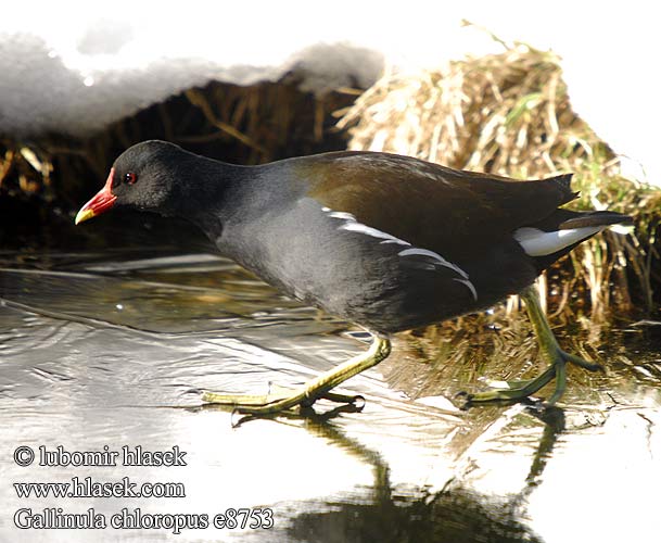 Gallinula chloropus e8753