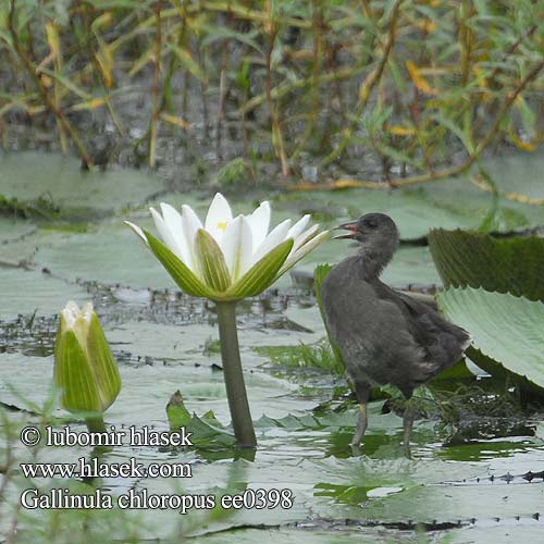 Gallinula chloropus ee0398