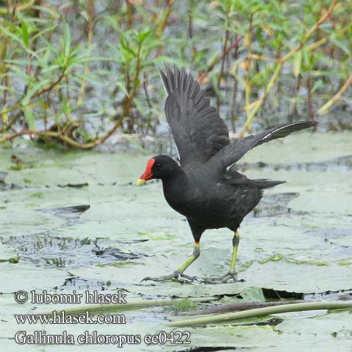 Sliepočka zelenonohá vodná Zelenonoga tukalica Barska kokica Gallinula chloropus Moorhen Teichhuhn Gallinule poule-d'eau Gallineta Común Slípka zelenonohá Grønbenet Rørhøne Waterhoen Liejukana Gallinella d'acqua Sivhøne Rörhöna 黑水雞 Камышница バン دجاجة الماء 쇠물닭 Νερόκοτα Galinha-d'água Водяна курочка Grootwaterhoender Saztavuğu סופית Tanneer kozhi Зеленоножка Mlakuša Nendrinė vištelė Ūdensvistiņa Vízityúkok Kokoszka wodna Kurka Găinuşa baltă