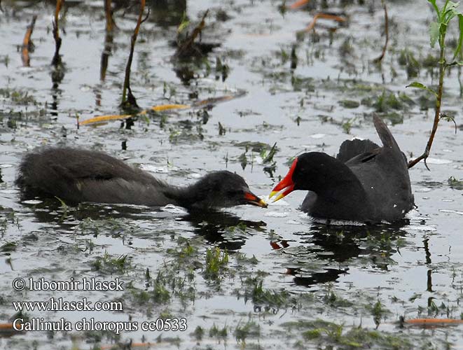 Moorhen Teichhuhn Gallinule poule-d'eau Gallineta Común Slípka zelenonohá Grønbenet Rørhøne Waterhoen Liejukana Gallinella d'acqua Sivhøne Rörhöna 黑水雞 Камышница バン دجاجة الماء 쇠물닭 Νερόκοτα Galinha-d'água Водяна курочка Grootwaterhoender Saztavuğu סופית Tanneer kozhi Зеленоножка Mlakuša Nendrinė vištelė Ūdensvistiņa Vízityúkok Kokoszka wodna Kurka Găinuşa baltă Sliepočka zelenonohá vodná Zelenonoga tukalica Barska kokica Gallinula chloropus