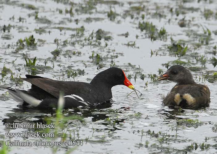 Teichhuhn Gallinule poule-d'eau Gallineta Común Slípka zelenonohá Grønbenet Rørhøne Waterhoen Liejukana Gallinella d'acqua Sivhøne Rörhöna 黑水雞 Камышница バン دجاجة الماء 쇠물닭 Νερόκοτα Galinha-d'água Водяна курочка Grootwaterhoender Saztavuğu סופית Tanneer kozhi Зеленоножка Mlakuša Nendrinė vištelė Ūdensvistiņa Vízityúkok Kokoszka wodna Kurka Găinuşa baltă Sliepočka zelenonohá vodná Zelenonoga tukalica Barska kokica Gallinula chloropus Moorhen