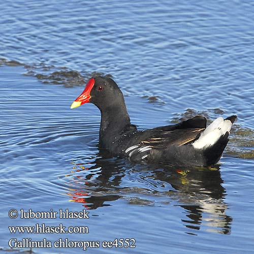 Gallinula chloropus ee4552