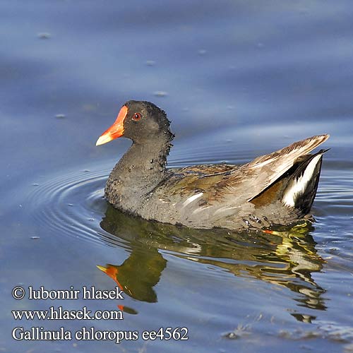 Gallinula chloropus ee4562