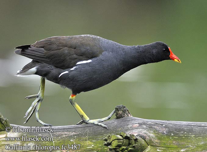 Gallinula chloropus fc3487