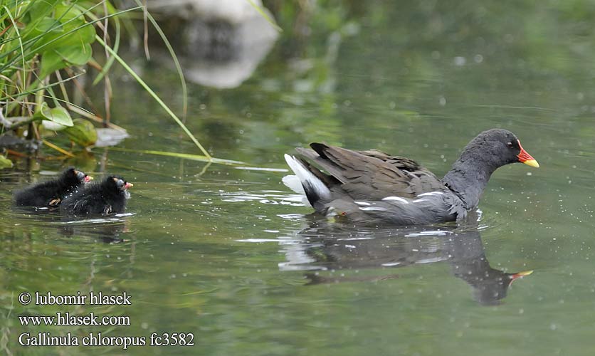 Nendrinė vištelė Ūdensvistiņa Vízityúkok Kokoszka wodna Kurka Găinuşa baltă Sliepočka zelenonohá vodná Zelenonoga tukalica Barska kokica Gallinula chloropus Moorhen Teichhuhn Gallinule poule eau Gallineta Común Slípka zelenonohá Grønbenet Rørhøne Waterhoen Liejukana Gallinella acqua Sivhøne Rörhöna 黑水雞 Камышница バン دجاجة الماء 쇠물닭 Νερόκοτα Galinha-água Водяна курочка Grootwaterhoender Saztavuğu סופית Tanneer kozhi Зеленоножка Mlakuša